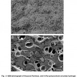 图2:纯果胶(a)和h - pecm -poly(sodium acrylate)水凝胶的SEM照片。水凝胶表面在2000倍的放大倍数下拍摄，比例尺为10Ã。gydF4y2Ba