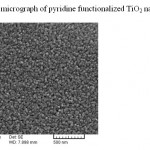 图3吡啶功能化TiO2纳米颗粒的SEM显微图