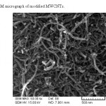 图2:修饰后的MWCNTs的SEM显微图