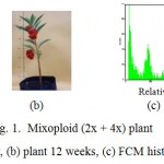 Mixoploid (2x + 4x) plant