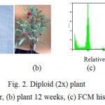 Diploid (2x) plant