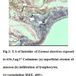 图2:t .肠of Esomus danricus exposed to 636.3 Âµg l-1 Cadmium: (a) superficial erosion of mucosa (b) infiltration of lymphocytes, (c) vacuolation. H&E, 400Ã—.