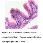 图4：ESOMUS DANRICUS的肠炎肠道暴露于6.36μgL-1镉：（a）淋巴细胞的浸润。他走时,400 a -。