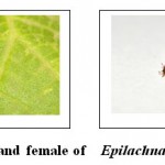 图。（2）癫痫胚甲米氏菌的男性和雌性