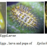 图(3)金毛Epilachna chrysomelina的卵、幼虫和蛹