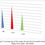 图（7）阶段的平均年龄葡萄库甲虫的生长：（鸡蛋，幼虫，蛹和成人）