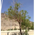图1所示。在麦加的阿拉法特，一株患病的楝树