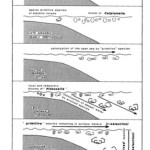 图1.中生代综合花盆传染媒es公开海域定植的阶段（Caron＆Homewood，1983）