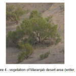 图4 - Maranjab沙漠地区的植被(作者，2014)