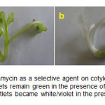 图1.卡那霉素作为子叶植物外植体的选择性的影响a）在卡那霉素存在下，转化的植物在存在下仍然是绿色的;b）在卡那霉素存在下，未转化的植物在白杨中成为白色/紫。