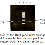 图2。利用特异性引物对转基因植株GUS基因进行PCR扩增。第3、5和6道是经过改造的植物线;Lane 1是pBI-GUS阳性对照;4号道是100 bp的混合梯。