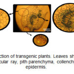 图3.转基因植物的叶片横截面。叶子展示GUS表达在血管束，血管射线，髓薄膜，Collenchyma，richomes和表皮。