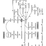 图1- PHA途径的生物合成(Chen, 2010)。