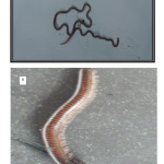 图2：测试生物：（a）eudrilus eugeniae，（b）pachybolus ligulatus