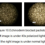 图10.Chinoderm Bioclast Packstone，左图像低于40倍偏振光，右图像处于正常照明