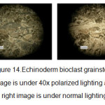 图14。棘皮生物碎屑颗粒，左图为40倍偏振光下，右图为正常光下