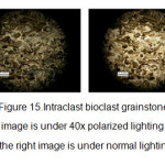 图15。内碎屑颗粒，左图为40倍偏振光，右图为正常光