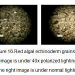 图16。红色藻类棘皮颗粒石，左图为40倍偏振光下，右图为正常光下