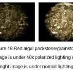 图18.RED藻类包装石/底晶体，左图像低于40倍偏振光，右侧图像处于正常照明