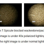 图7.spicule Bioclast Wackestone / Packstone，左侧图像低于40倍偏振光，右侧图像处于正常照明