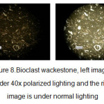 图8。生物碎屑砂岩，左图为40倍偏光照明，右图为正常照明