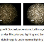 图9.Bioclast包机。左图像位于40倍的偏振光下，右侧图像在正常照明下