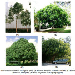 图1（a）Malaleuca Leucadendron或Cajeput（ml）;（b）氟贫罪或蕨类树（FD）;（c）Mesua Ferrea或Ironwood树（MF）;（d）Ficus Benjamina或哭泣（FB）