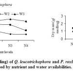 图1:受养分和水分有效性影响的白毛蚁和刺梨幼苗的干质量(g/苗)。