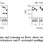 图2:施肥和浇水对白毛蚁和刺梨幼苗根、枝比和叶重比的影响。