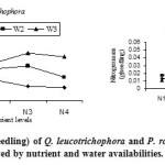 图4:营养和水分对白毛蚁和刺梨幼苗氮质量(g/苗)的影响