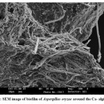 图2：曲霉属叶绿素的生物膜的SEM图像围绕着加藻酸盐。