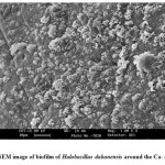 图3:大坂盐杆菌在海藻酸钙周围的生物膜的SEM图像。