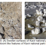 图10:(A)卡维尔国家公园肿胀的表面18 (B)卡维尔国家公园椭圆形和开花状的特征(M. Foudazi摄影)