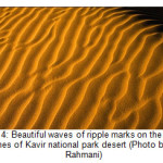 图4：在卡维尔国家公园沙漠沙丘上的沙丘上的美丽波浪（照片由A. Rahmani）
