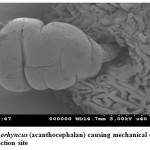 图。1： 。Pomphorryncus（acanthocyphalan）导致稀释遗传遗址的机械损伤