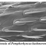 图：2. Pomphorrynccus kashmerensis的多刺头悬臂