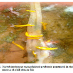 图5所示。manasbalensis的长喙刺入一种山溪鱼的粘膜下层
