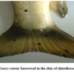 图7:在chizo胸鱼的皮肤中挖洞的鱼囊