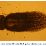 图8所示。从裂胸鱼皮肤上的黑点处获得的鱼囊
