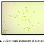 图1：微藻的微观照片gydF4y2Ba