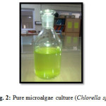 图2:纯微藻培养(小球藻属)gydF4y2Ba