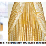 图5:层次结构的壳聚糖[16]