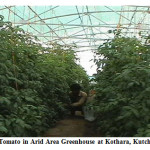 图2：番茄在干旱地区温室，在Kothara，Kutch，Gujarat