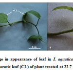 图。1。Zn诱导I. Aquatica叶片外观的变化;A-非萎蔫叶(NCL)对照;在22.7mg L-1 Zn处理的植物中的B-氯化叶（Cl）。