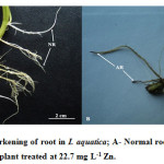 图2. Zn在I. Aquatica中诱导根的变暗;一种 - 常规根（NR）;B-受影响的根（Ar）在22.7mg L-1 Zn处理。
