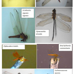 在三个地点研究期间记录的Odonata种类的照片