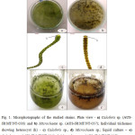 图1所示。研究菌株的显微照片。平板视图- a) Calothrix sp. (AUS-JR/MT/NT-036)和b) Microchaete sp. (AUS-JR/MT/NT-037);单个毛状体显示异囊(h) - c) Calothrix sp.， d) Microchaete sp.;e) Calothrix sp. (AUS-JR/MT/NT-036)， f) Microchaete sp. (AUS-JR/MT/NT-037)