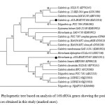 图3所示。基于16S rRNA基因分析的系统发育树显示了本研究获得的序列位置(标记的)。