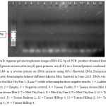 图3：从使用通用微囊藻（mcye）基因引物的PCR产物的琼脂糖凝胶电泳图像，Mcye-F2作为正向引物与Mcye-R4相结合，用GF-在DNA提取物上作为反向引物。1 2015年6月，沙捞越在Miri的不同湖泊中拍摄的样品中的细菌DNA提取试剂盒（Vivantis）。对于Miri City Fan 1，（泳道7）仅可见DNA，而其他样品显示出负面结果。1 =梯子(VC 100bp);2 =空;3 =阴性对照;4 = Taman Tunku;5 = Taman Awam Miri 1;6 = Taman Awam Miri 2;7 = Miri City Fan 1;8 = Miri City Fan 2;9 = Miri City Fan 3; 10 = Taman Bulatan 1; 11 = Taman Bulatan 2; 12 = Taman Hilltop 1; 13 = Taman Hilltop 2; 14 = Taman Hilltop 3; 15 = Taman Hilltop 4.