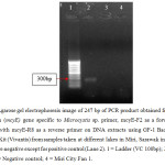图4：从Microcystis Sp的使用微阴茎（Mcye）基因获得的PCR产物247bp的琼脂糖凝胶电泳图像。作为前后引物的底漆，Mcye-F2与mcye-r8合并为使用在Miri，Sarawak在Miri，Sarawak在Miri，Sarawak在Miri的样品中的DNA提取物上的反向引物，在2015年6月。结果是负数对于阳性控制（泳道2）。1 =梯子(VC 100bp);2 =阳性对照;3 =阴性对照;4 = Miri City Fan